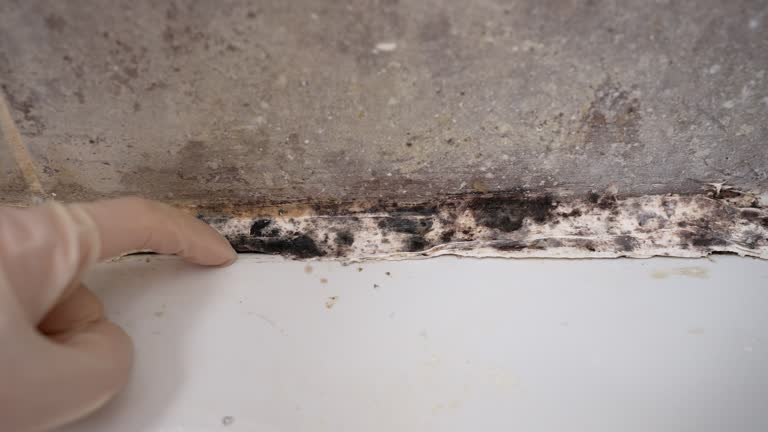 Mold Documentation for Insurance Claims in Guthrie, OK